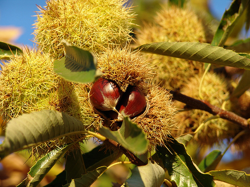 São Martinho - Magusto